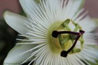 Un fiore semplicemente complesso