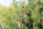 Maestosa guerriera