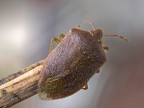 cimice