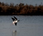 domenica 08.01 gita nelle valli di comacchio tra le cose interessanti, cavalieri d'italia svernanti nelle saline di comacchio
ciao gigi