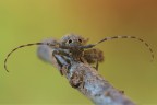 Prova di focus stacking , somma di circa 10 scatti, Eos 450 + Sigma macro 180 f 3,5