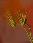 Flower lovers hippocampuses