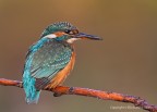 Martin pescatore comune o martin pescatore europeo (Alcedo atthis), c & c sono graditi, ciao Elio.
Canon  1D Mk IV - Canon 400mm - Iso 1000 - f/5.6 - 1/640 - -0.33EV - flash - capanno mimetico - reti mimetiche - tripoide
[url=http://img401.imageshack.us/img401/9611/martinpescatorecomuneom.jpg]Clicca qui per la versione ad alta risoluzione![/url]