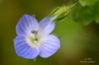 violet