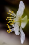 Fiore di mandorlo
