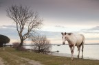 Nella Valle Baiona vicino a Ravenna si incontrano cavalli allo stato
quasi brado,tranquilli e disponibili a fare amicizia...e mettersi in posa