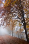Iso 400
mm 18
f5.0
sec. 1/60
In un pomeriggio autunnale, passeggiando nel bosco......critiche ben accette......altrimenti come imparo??
