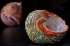 Shells