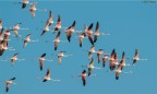 Aironi Rosa in volo di ricognizione sulla Salina Dei Monaci.
Nikon D300, Sigma 400mm, 1/1250, f.16, manual focus, mano libera.
Critiche e consigli ben accetti !