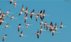 Aironi Rosa in volo di ricognizione sulla Salina Dei Monaci.
Nikon D300, Sigma 400mm, 1/1250, f.16, manual focus, mano libera.
Critiche e consigli ben accetti !