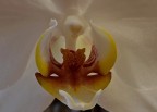 Orchidea