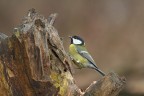 La mia prima foto naturalistica...
dopo tanta teoria si comicia con la pratica!!