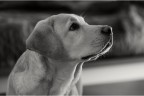 Marley..