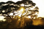 Alba africana
