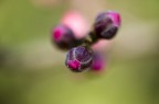 Prime prove con il  Nikon 60mm Micro.
Critiche e commenti sempre ben accetti.