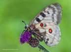 Parnassius apollo - farfalla apollo (Parnassius apollo)