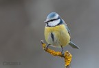 Cinciarella