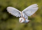 Volo