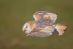 In volo