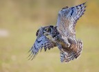 Volando