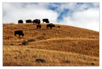 Bisons