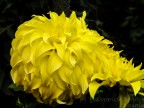 Fiore