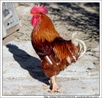 Il gallo e la sua ombra!!!