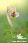 Sono gi diverse settimane che dedico alle orchidee selvatiche, sto riempiendo memorie su memorie! Per festeggiare il primo giorno ufficiale di Primavera vi mostro questo scatto di ieri fatto durante la pausa pranzo.
Bellissimo Ibrido tra due specie di Orchidee, la Ophrys bombyliflora e la  Ophrys tenthredinifera.

Canon 40D, Tamron 180mm, f3,5 , iso 100, 1/60s, +0.67 EV, ombrellino bianco , scatto remoto.