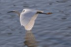 volo radente