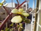 Prima Macro con FinePix s8200