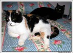 Pandina &amp; Pachina