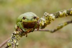 Canon eos 7D, canon 100 macro 2.8, F/14, ISO 100, 1/13sec 

Versione HD : http://img259.imageshack.us/img259/2473/p4uy.jpg
