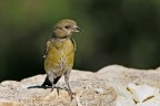 Crociere (Loxia curvirostra)