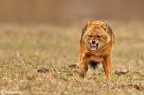 Sciacallo dorato : il maschio
