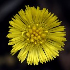 Yellow!!