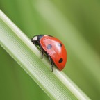 centro rosso