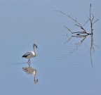 fenicottero... fenicottero...