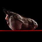 Horse By Antonio Strafella