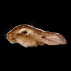 Rabbit By Antonio Strafella