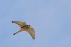 Canon 7D sigma 120/400 F/8 iso 400 1/1600

Versione HD: http://img5.imageshack.us/img5/5548/gheppio1700.jpg