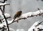 prime prove di Photographic hunting
