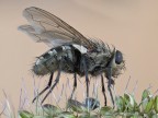 fly