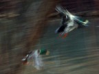 astratto di un volo