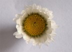 Margherita o torta mimosa ?
