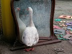 Oca allo specchio 3 - vanity goose