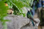 Immerso tra gli squali e meduse dell'Acquario di Genova un piccolo Giardino Tropicale mi ha regalato quest'immagine piena di colori.