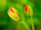 Macro