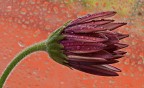 Primavera ribelle