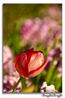 tulipano