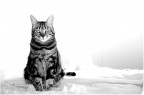 Cleo B&amp;W